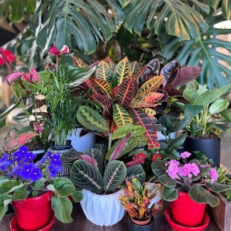 Houseplant Boutique