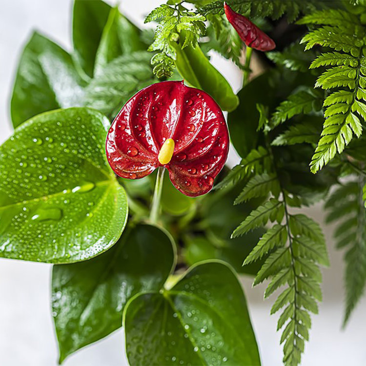 Anthurium 'Red'