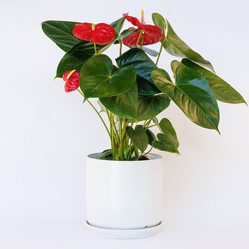 Anthurium 'Red'