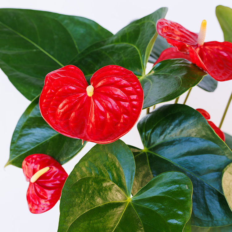 Anthurium 'Red'