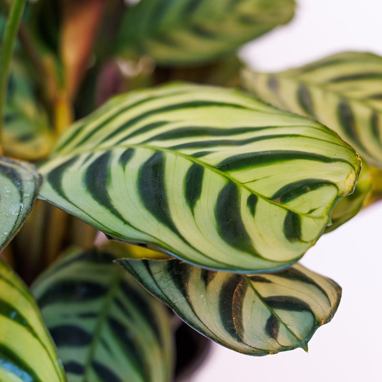 Ctenanthe burle marxii (Calathea)