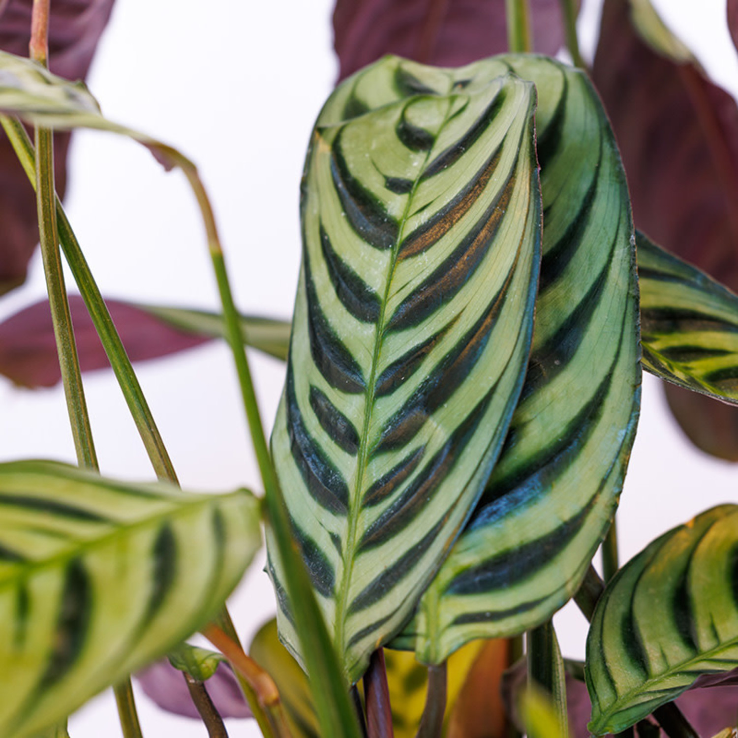 Calathea 'Ctenanthe' | Ctenanthe Burle-Marxii Amabilis | Bloombox Indoor and Garden Plants - Delivered