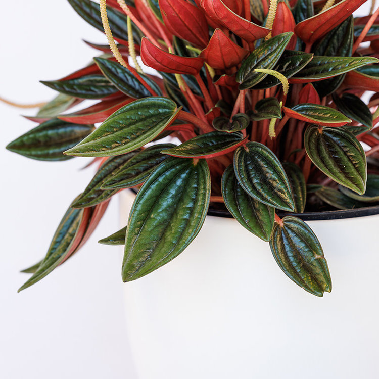 Peperomia 'Rosso'