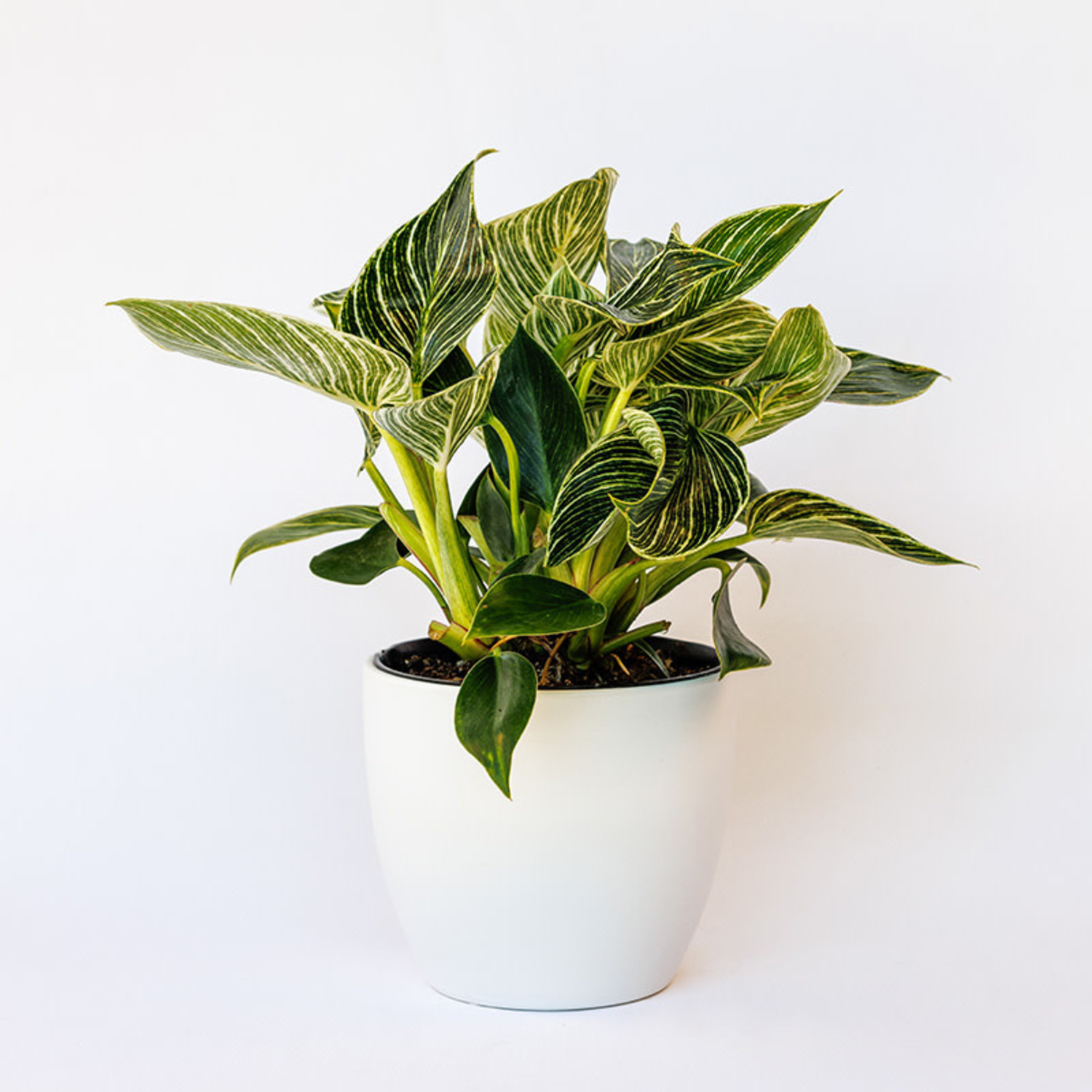 Philodendron Birkin - 4"