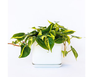 Philodendron scandens 'Brasil' | House Plants | Thompson & Morgan
