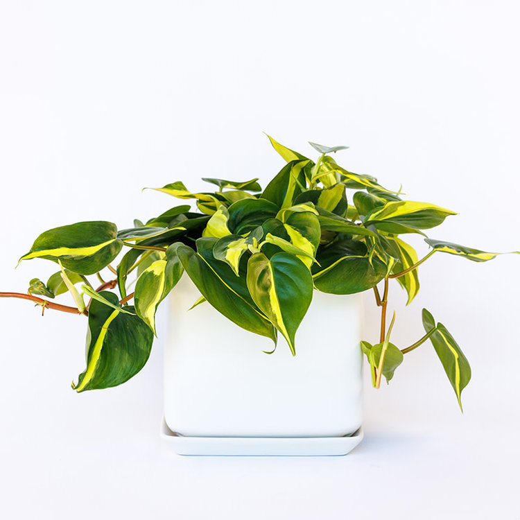 Philodendron 'Brasil'