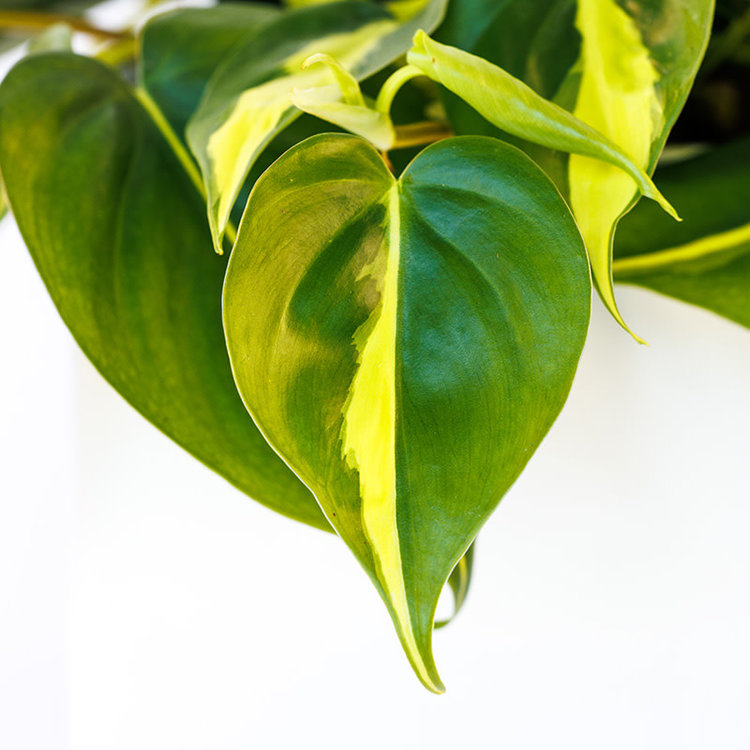 Philodendron 'Brasil'