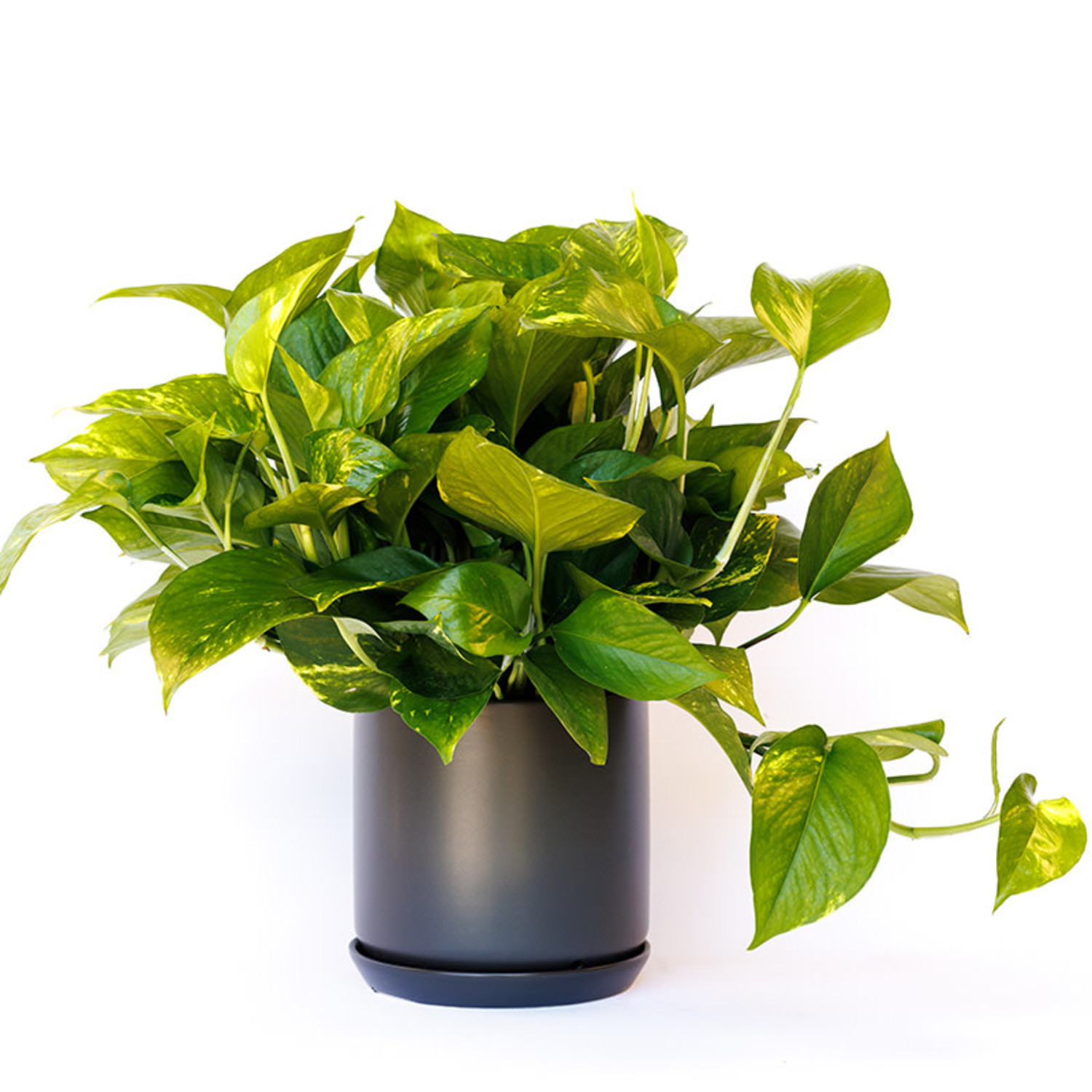 Golden Pothos Evergreen Nursery