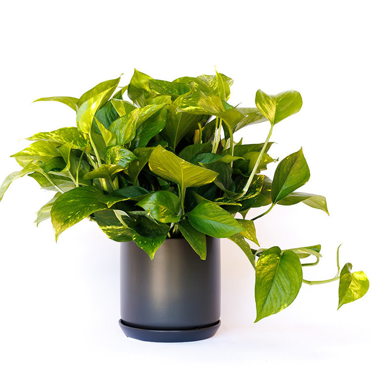 Golden Pothos