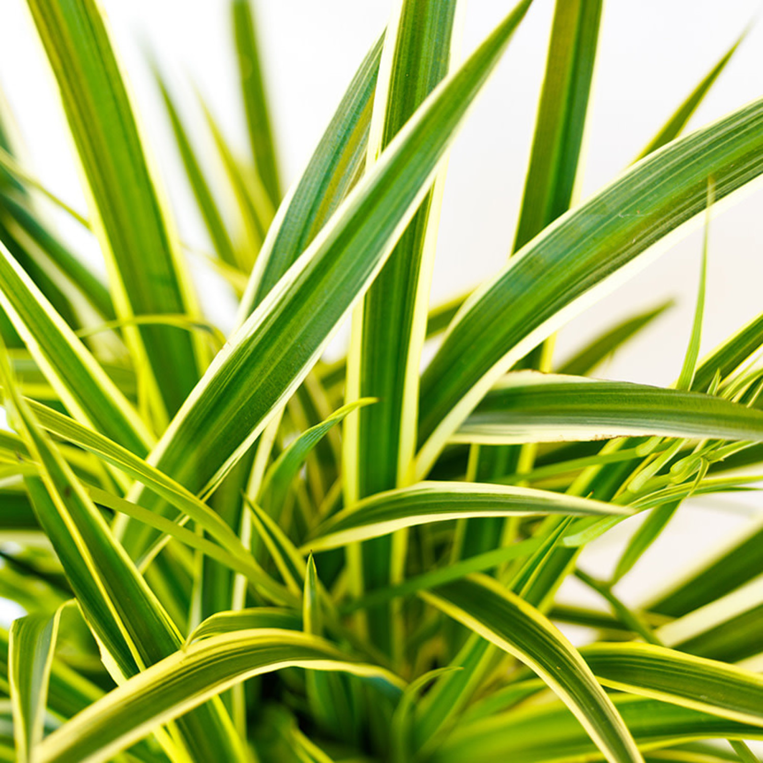 Spider Plant (Reverse Variegated)