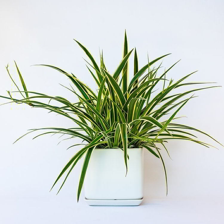 Spider Plant 'Reverse'