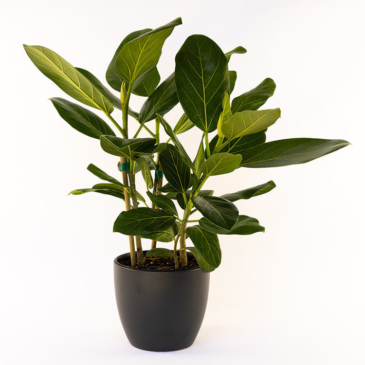 Ficus 'Audrey'