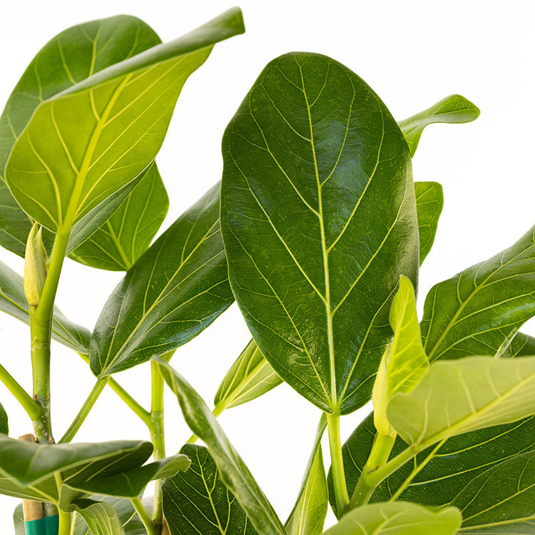 Ficus 'Audrey'