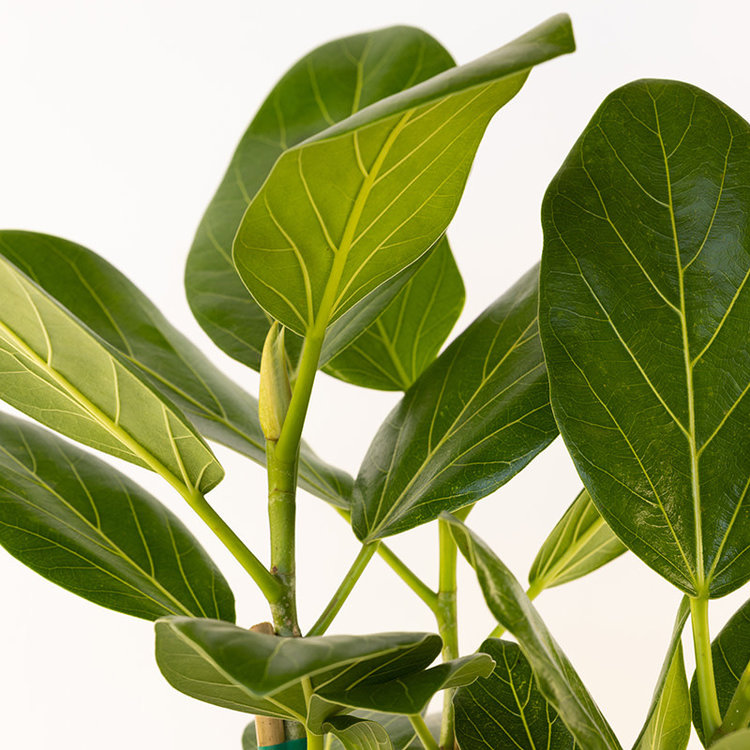 Ficus 'Audrey'