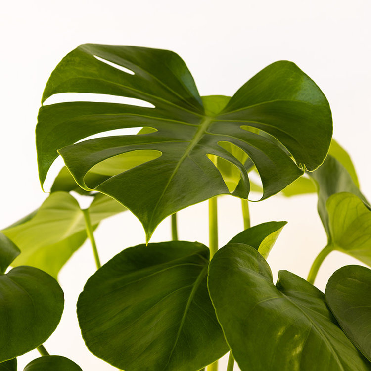 Monstera deliciosa