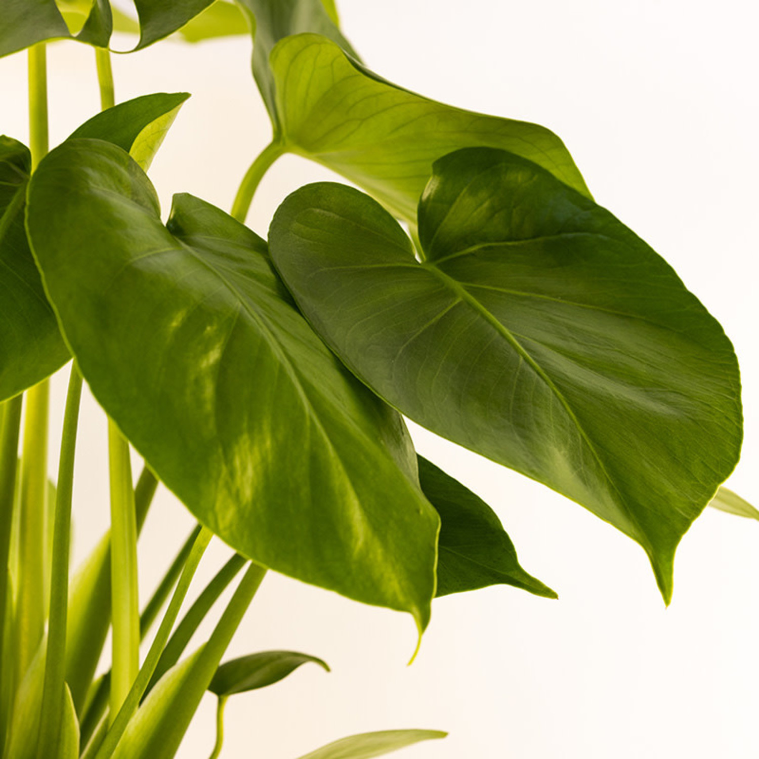 Monstera deliciosa - Evergreen Nursery