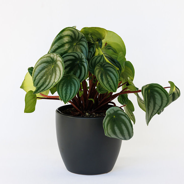 Peperomia 'Watermelon'