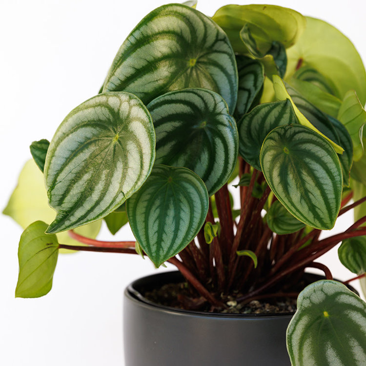 Peperomia 'Watermelon'