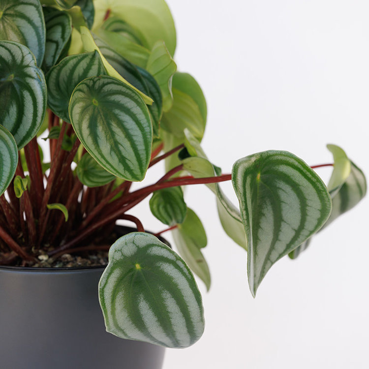 Peperomia 'Watermelon'