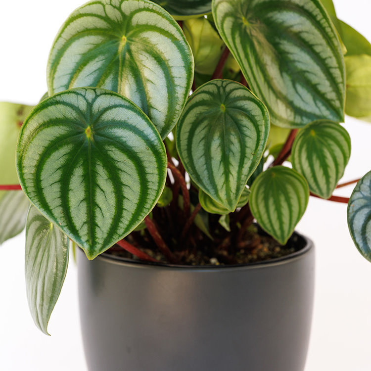 Peperomia 'Watermelon'