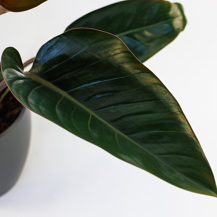 Philodendron 'Congo Rojo'