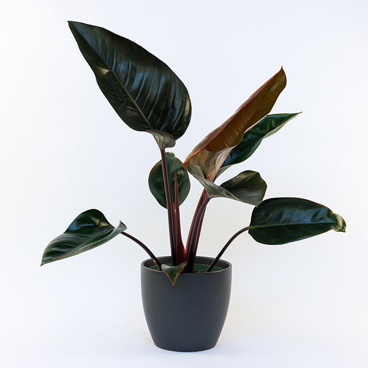 Philodendron 'Congo Rojo'