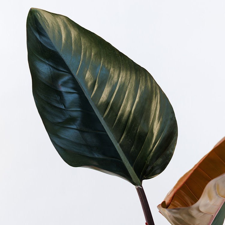 Philodendron 'Congo Rojo'