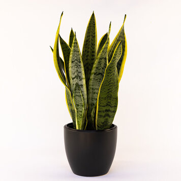 Sansevieria laurentii