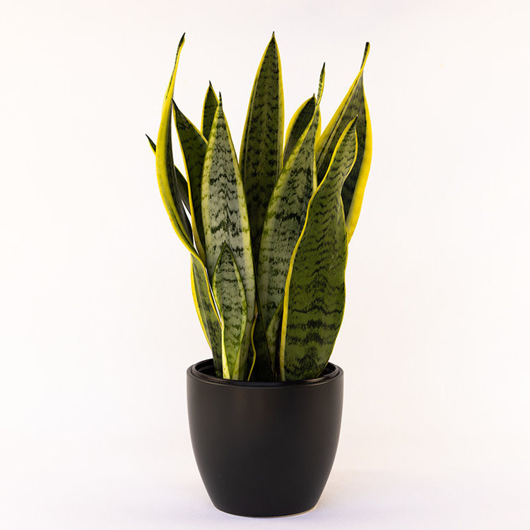 Sansevieria laurentii