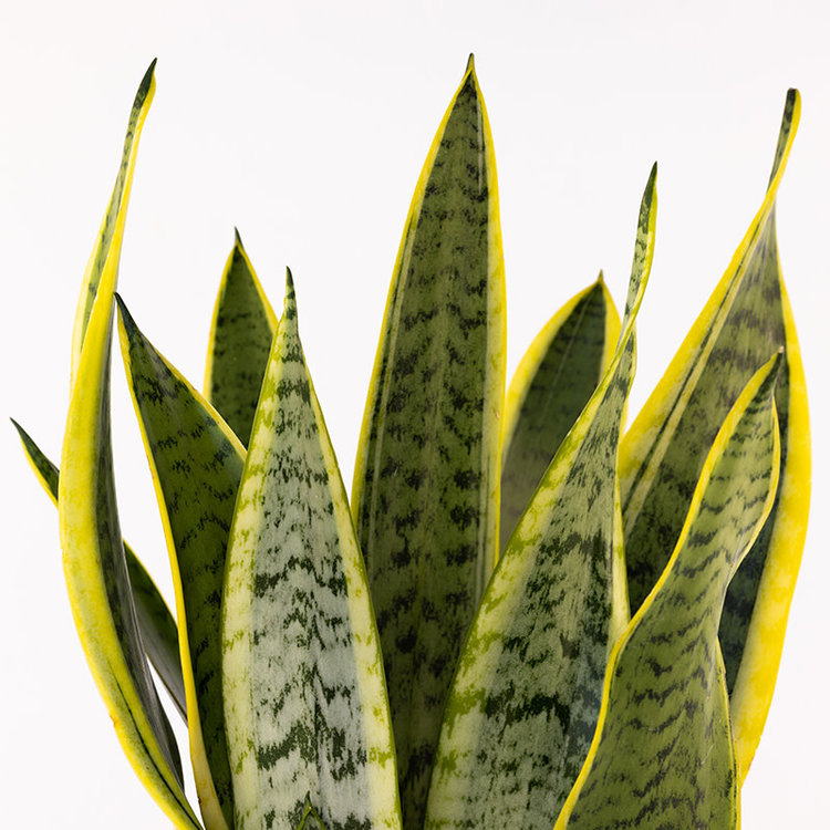 Sansevieria laurentii