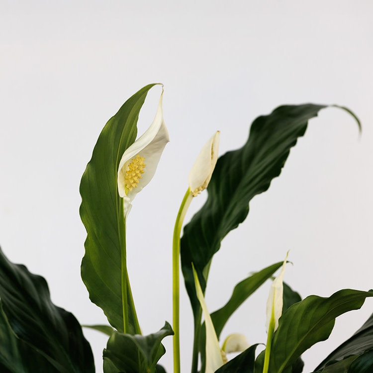 Spathiphyllum 'Peace Lily'