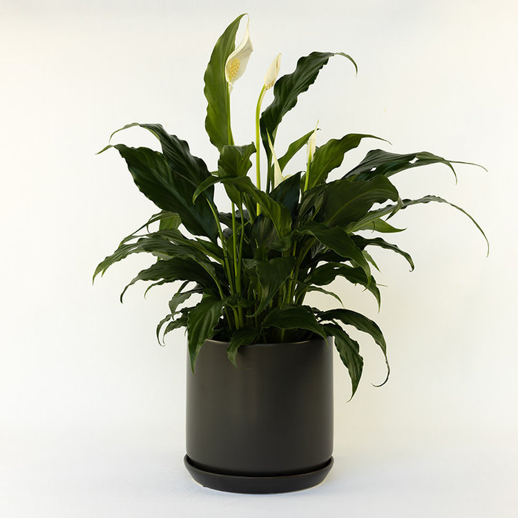 Spathiphyllum 'Peace Lily'