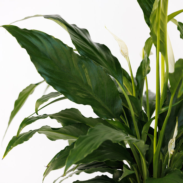 Spathiphyllum 'Peace Lily'