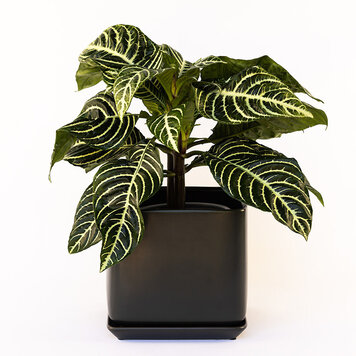 Aphelandra suarossa 'Zebra Plant'