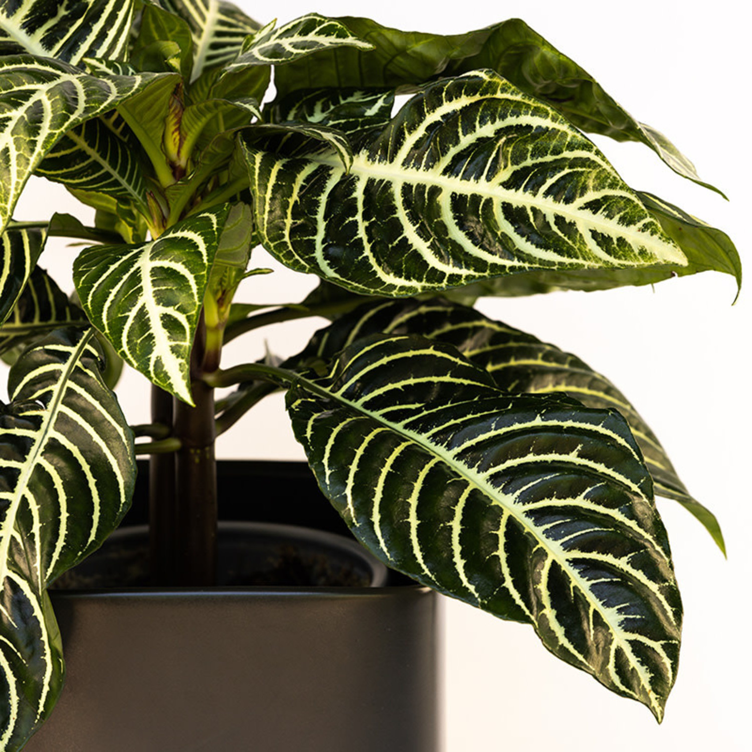 variegated philodendron Philodendron gloriosum variegated TC Plantlet Grower's Choice *In Stock* Acclimated (In Stock)