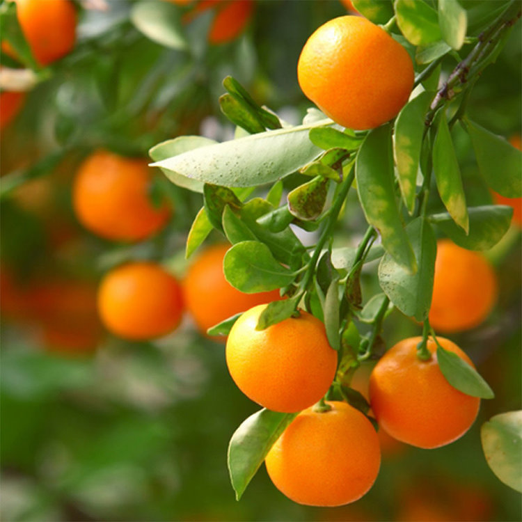 Mandarin 'Clementine/Algerian'