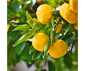 Yuzu Lemon Trees for Sale -  – Madison Citrus  Nursery