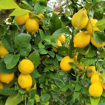 Lemon 'Lisbon'