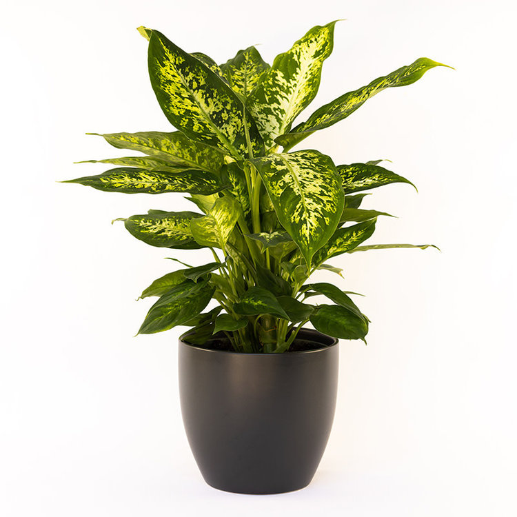 Dieffenbachia 'Tropic Snow'