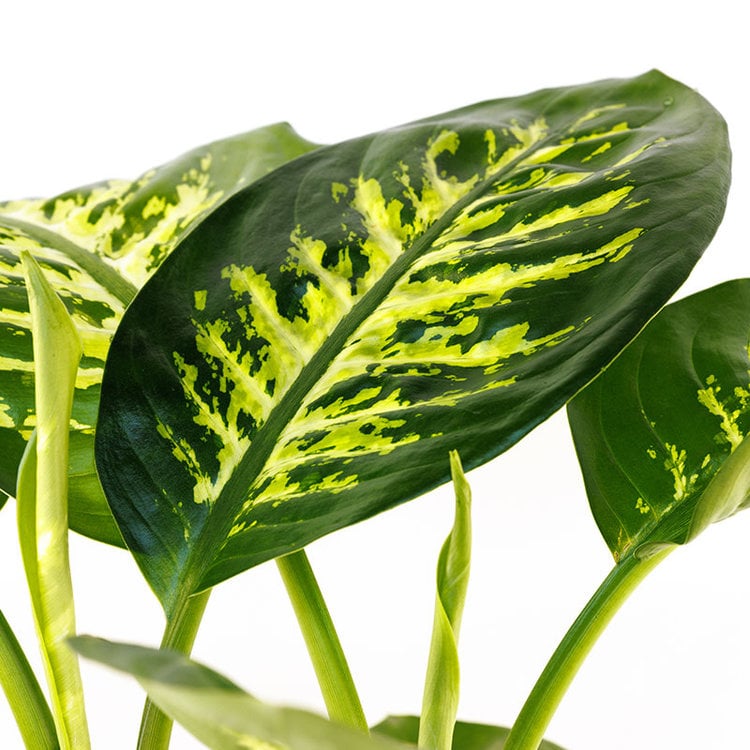 Dieffenbachia 'Tropic Snow'