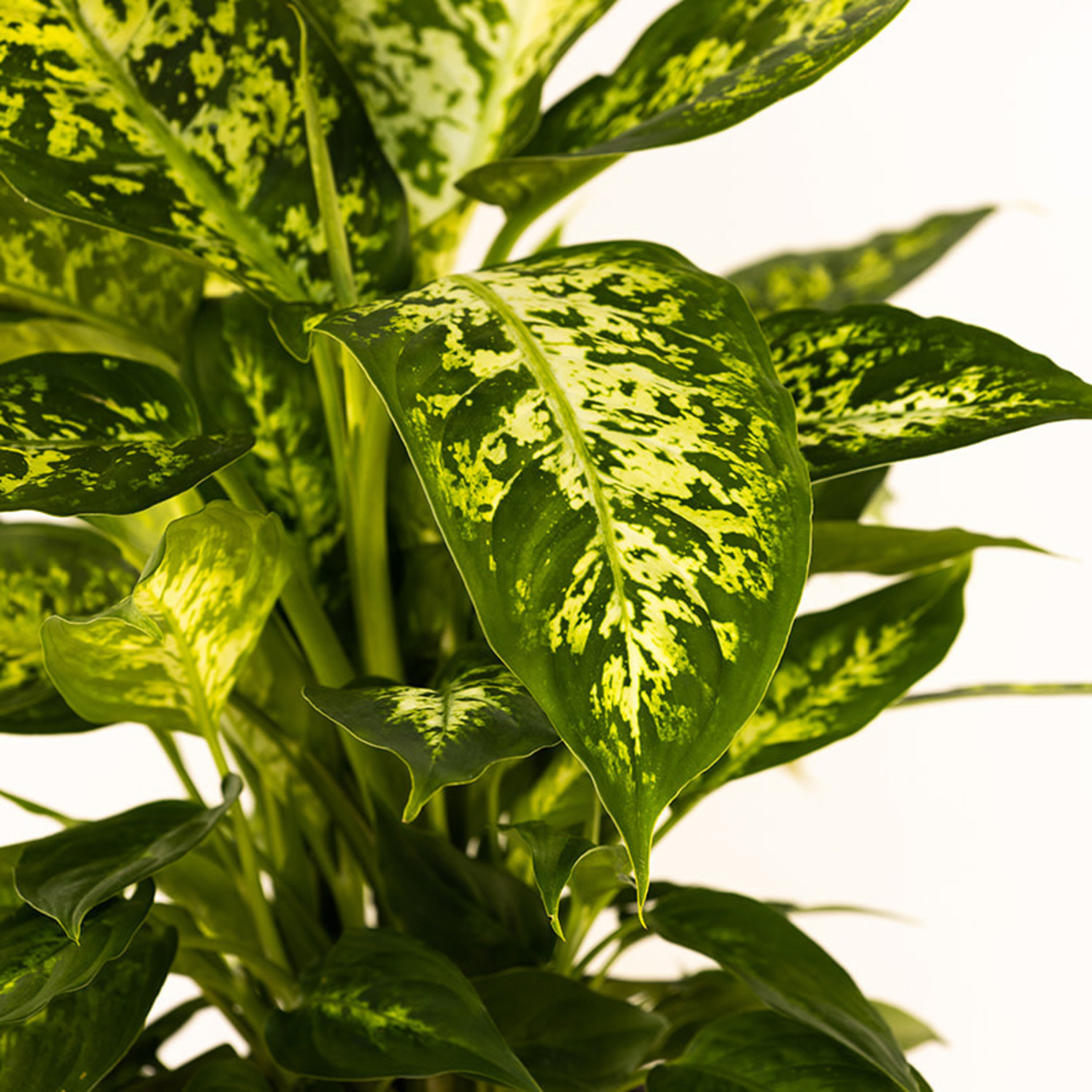 rattlesnake plant Calathea 'Rattlesnake' – Patterned Indoor Tropical Plant – Urbane Eight Inc