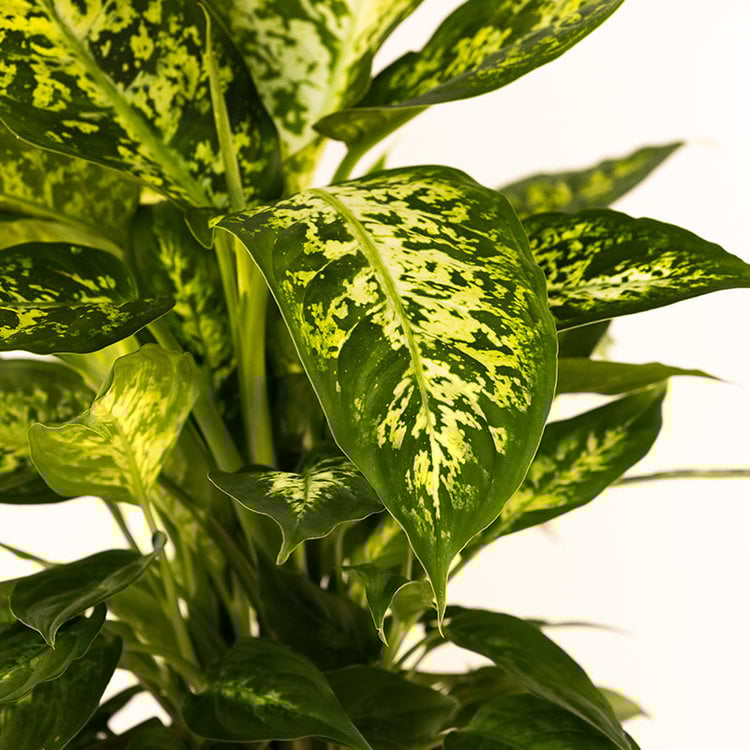 Dieffenbachia 'Tropic Snow'