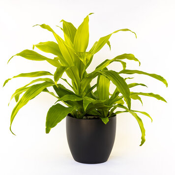 Dracaena 'Lemon Lime'