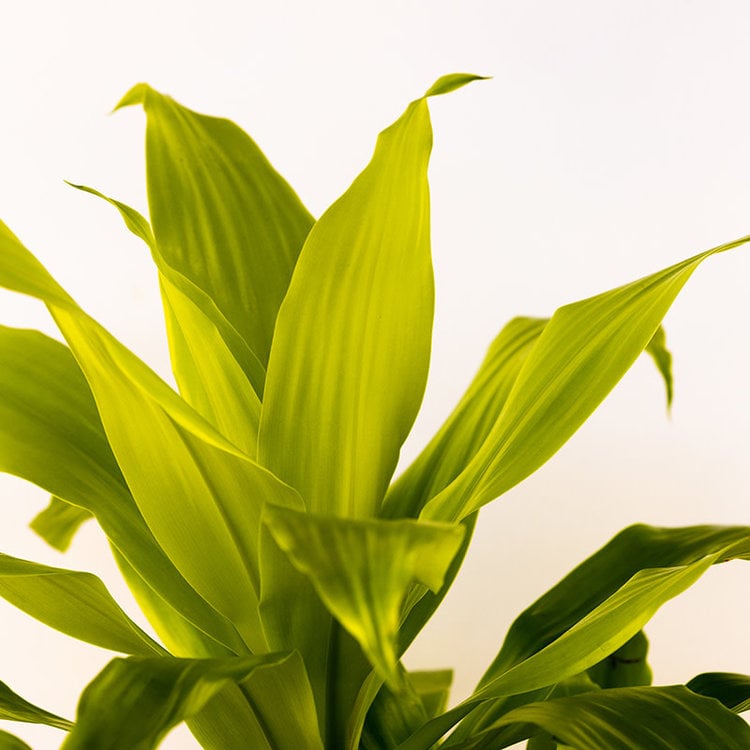 Dracaena 'Lemon Lime'