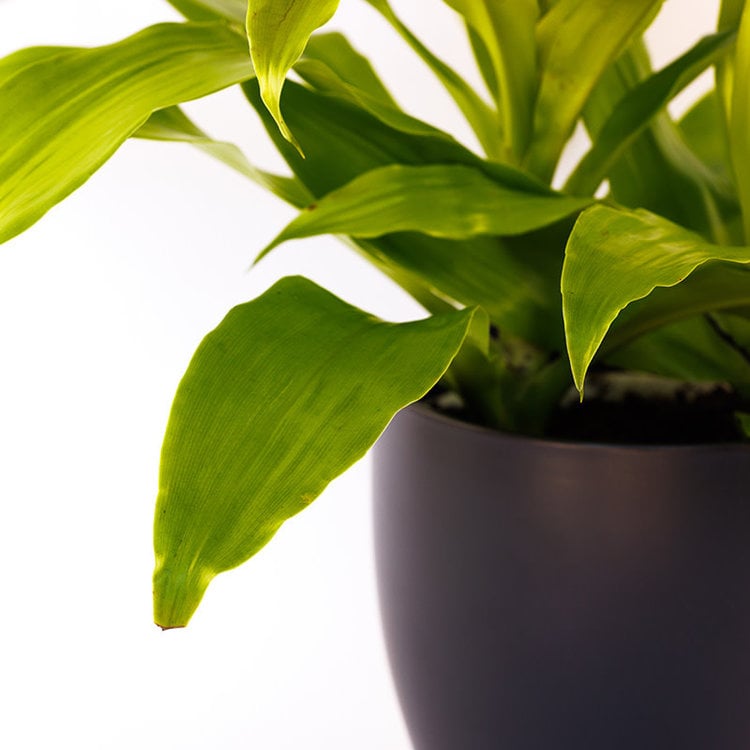 Dracaena 'Lemon Lime'