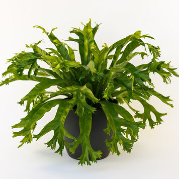 Crissie Bird's Nest Fern