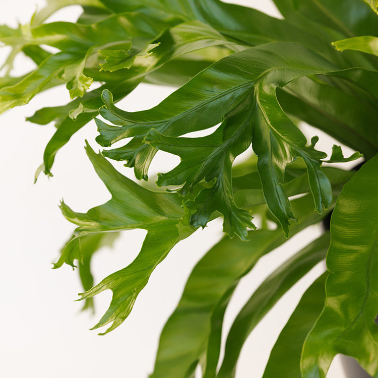 Crissie Bird's Nest Fern