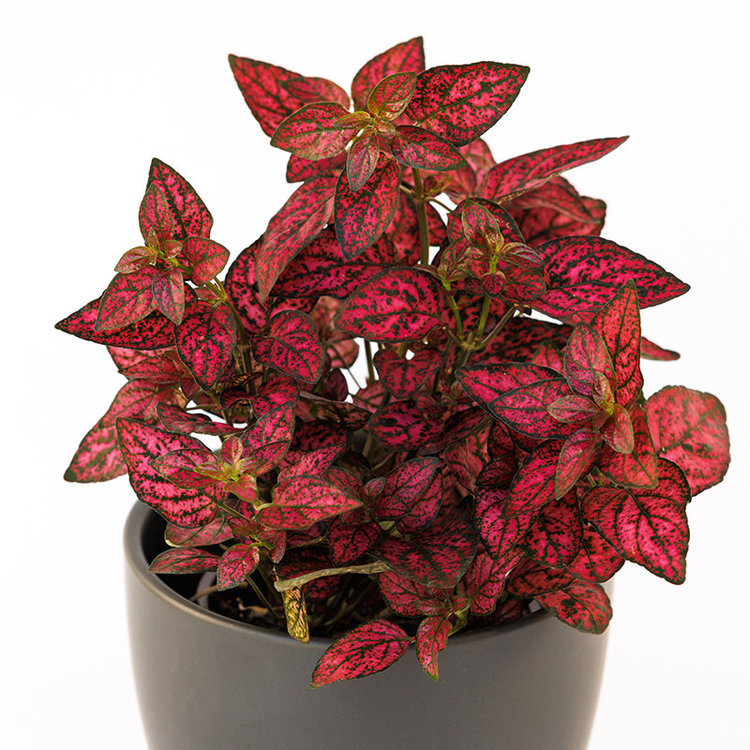 Hypoestes 'Polka Dot'