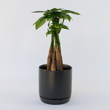 Pachira aquatica (Money Tree) Braid