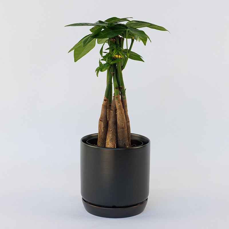 Pachira aquatica (Money Tree) Braid - Evergreen Nursery